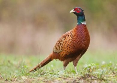 Bird-Hunting-in-Hungary