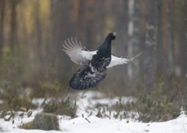 Bird Hunting - Capercaillie Hunting in Austria (1)
